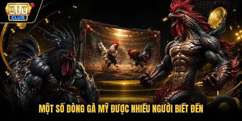Một số dòng gà Mỹ được nhiều người biết đến 