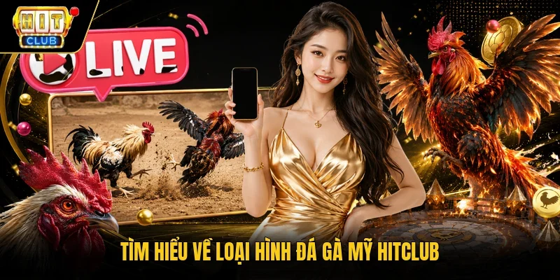 Tìm hiểu về loại hình đá gà Mỹ Hitclub